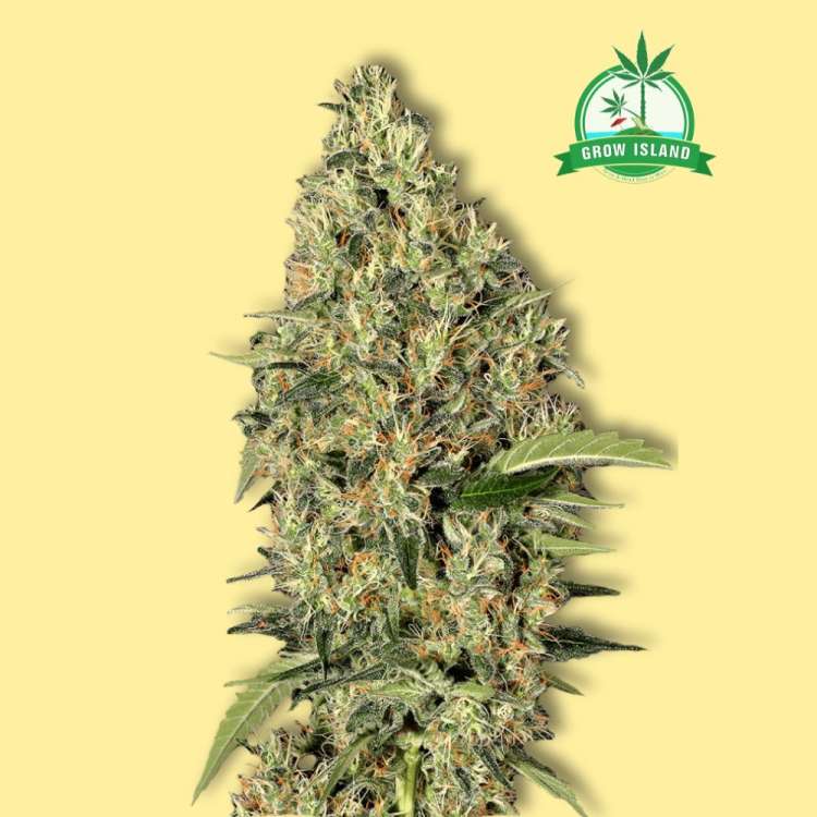Gypsy Widow feminized cannabis flower bud from Exotic Seed with yellow background and green Grow Island logo in the right upper corner
