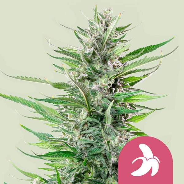 Fat Banana cannabis flower bud with hell green background