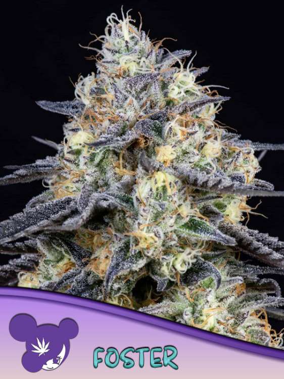 Foster kannabisz virágrügy fekete háttérrel és lila hajú hölgy arc logóval az Anesia Seedtől a bal alsó sarokban