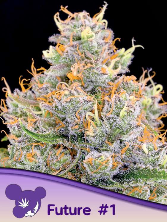 Eine Cannabisblüte der Sorte „Future 1“ mit schwarzem Hintergrund und dem Logo einer lilahaarigen Frau von Anesia Seed in der linken unteren Ecke.