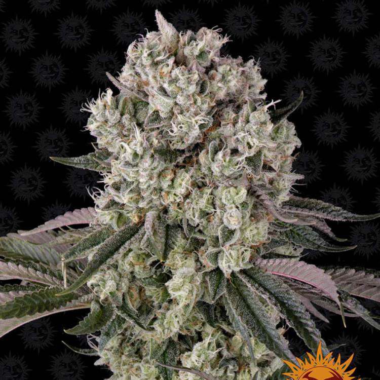 Glookies  cannabis flower bud with black background and orange barneys farm sun logo in the right lower corner