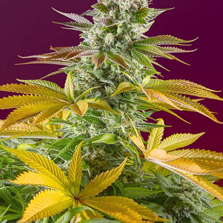Gorilla Girl F1 hemp flower