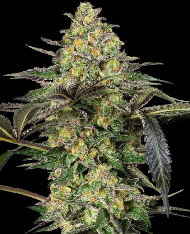 Grapevine Candy hemp flower bud