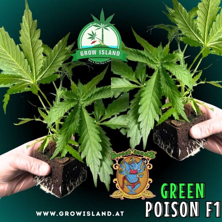 two hands holding two Green Poison F1 seedling with dark green background, green grow island logo in the upper middle, sweet seeds elephant logo in the right lower middle, seedling name text in the right lower corner