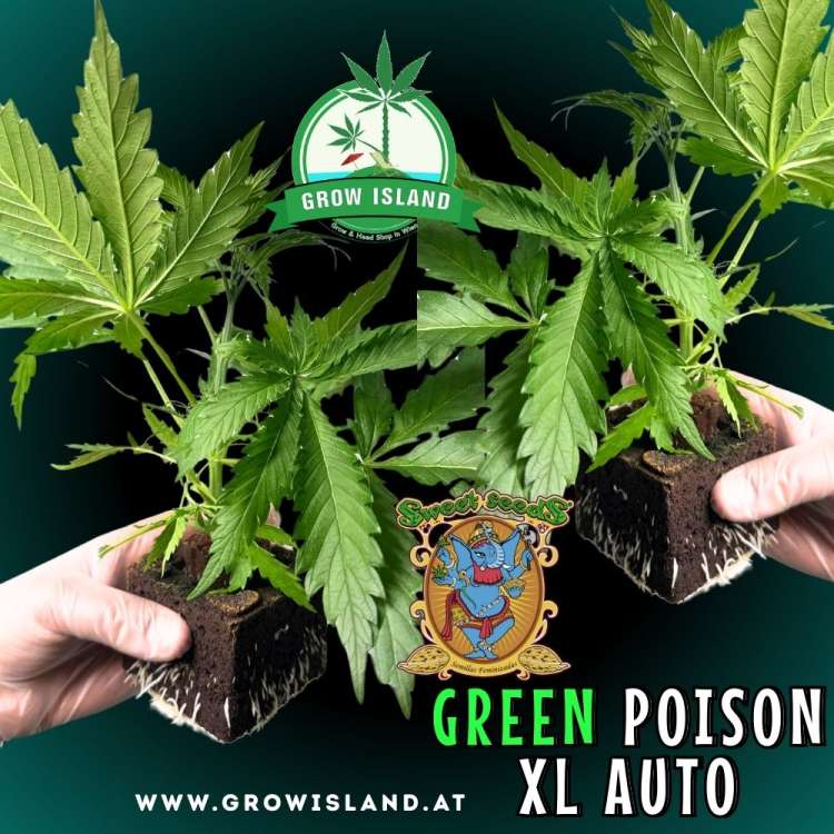 two hands holding two Green Poison XL AUTO seedling with dark green background, green grow island logo in the upper middle, sweet seeds elephant logo in the right lower middle, seedling name text in the right lower corner