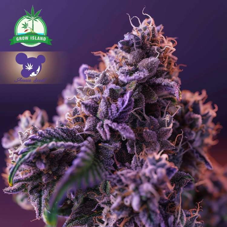 Blackberry Moonrocks  cannabis flower bud with purple background and purple haired lady face logo from Anesia Seed, green grow island logo in the left upper corner