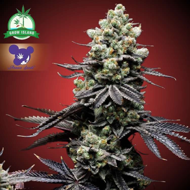 Captain Future Cannabisblüte mit rotem Hintergrund und lilahaarigem Frauengesicht (Logo von Anesia Seed), grünes Grow-Island-Logo in der linken oberen Ecke