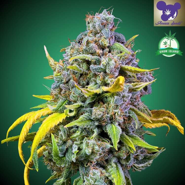 Die Cannabisblüte „Cash Cow“ von Anesia Seed ist auf grünem Hintergrund abgebildet, ebenso wie das Logo einer lilahaarigen Frau. In der rechten oberen Ecke befindet sich das Logo von Grow Island.