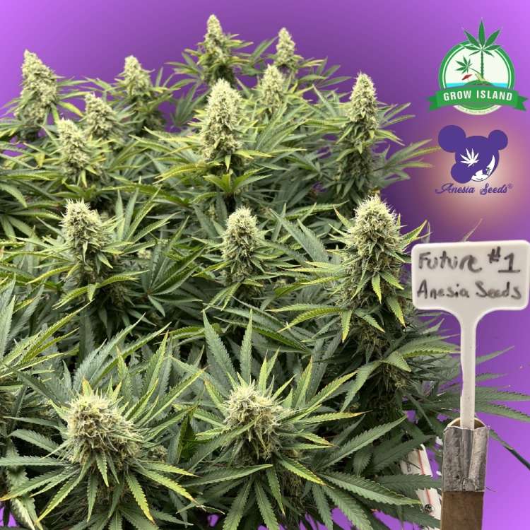 Eine Cannabisblüte der Sorte Future 1 mit violettem Hintergrund und dem Logo einer Frau mit violetten Haaren von Anesia Seed sowie einem grünen Grow-Island-Logo in der oberen rechten Ecke.