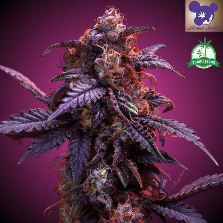 Cannabisblüte „Frozen Black Cherry“ vor violettem Hintergrund und Logo mit lilahaariger Frau von Anesia Seed, grünes Grow-Island-Logo in der oberen rechten Ecke