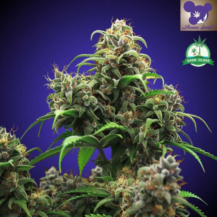 Nova OG Cannabisblüte mit dunkelblauem Hintergrund und dem Logo einer lilahaarigen Frau von Anesia Seed, grünes Grow-Island-Logo in der oberen rechten Ecke