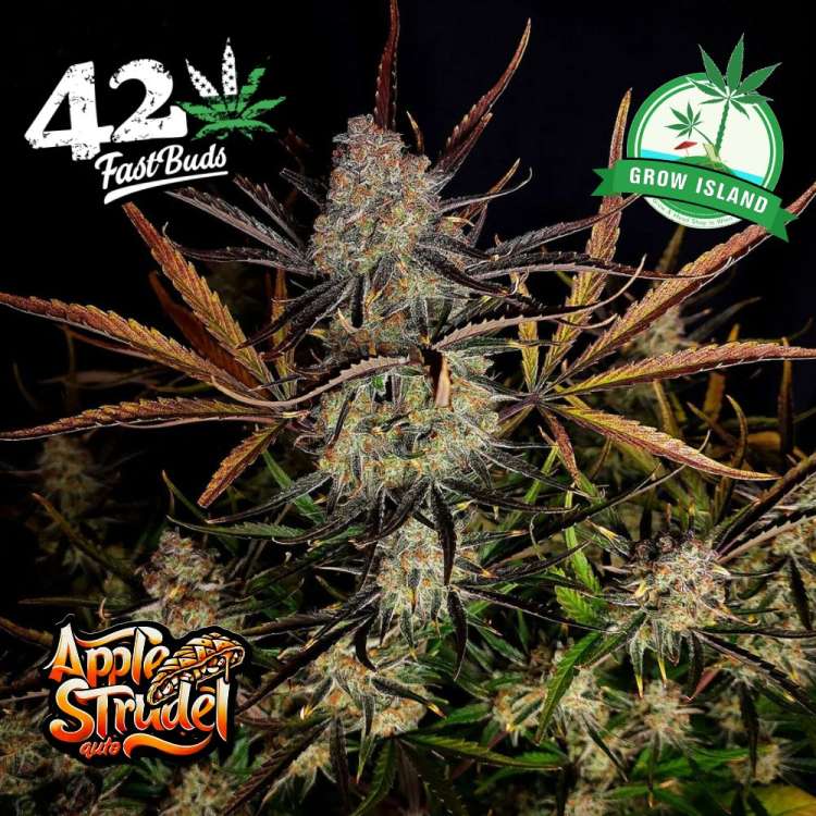 Apple Strudel hemp flower bud