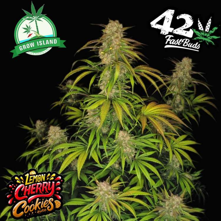 Lemon Cherry Cookies hemp flower