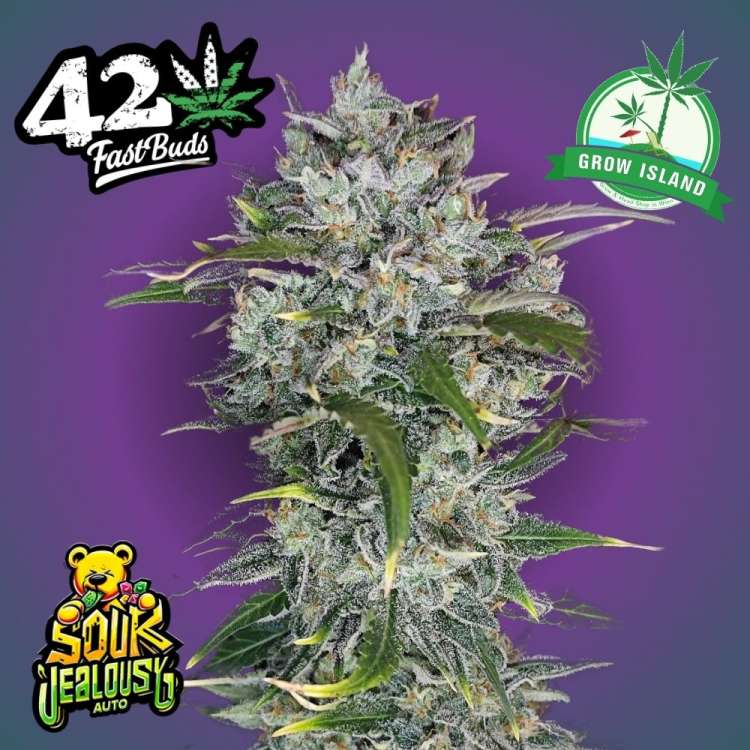 Sour Jealousy hemp flower bud