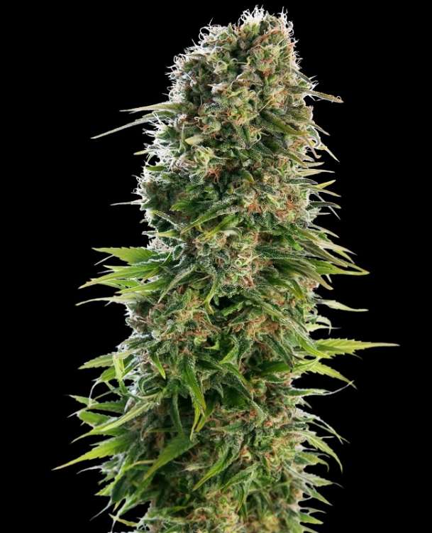Hindu Kush hemp flower bud