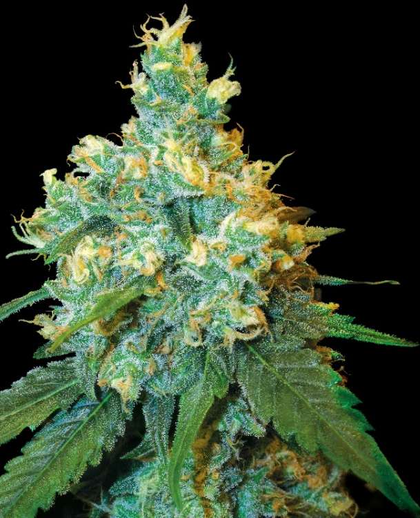 Jack Herer hemp flower bud
