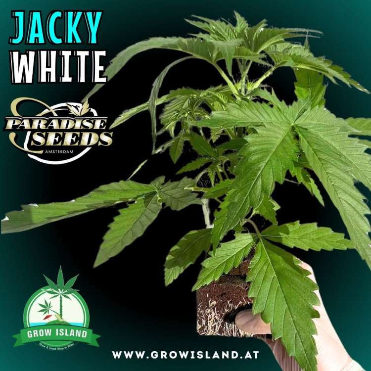 two hands are holding Jacky White seedlings with dark green background, green grow island logo in the lower left corner, paradise seeds logo in the left upper corner, seedling name text in the upper left corner and growisland.at in the lower middle