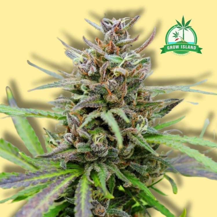 Baby Boom auto flowering cannabis bud from Kannabia with yellow background and green Grow Island logo in the right upper corner