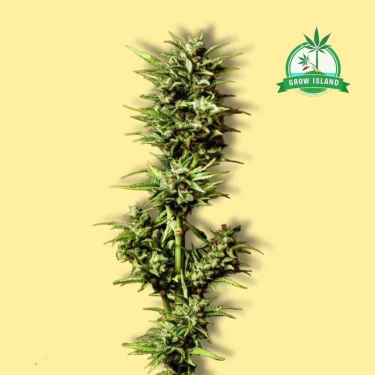 Break-up Cake auto flowering cannabis bud from Kannabia with yellow background and green Grow Island logo in the right upper corner