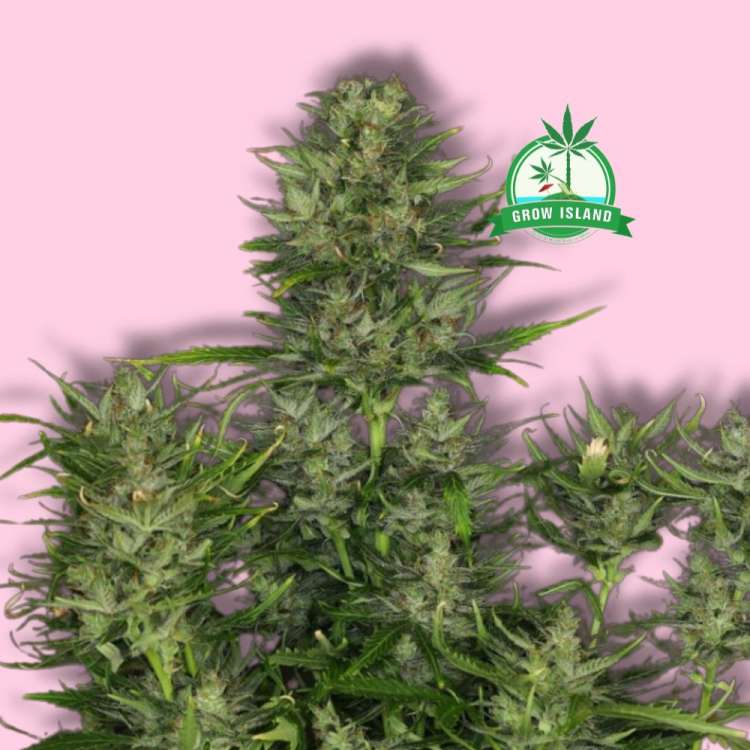 Dosidos cannabis flower bud from Kannabia with hell rose background and green Grow Island logo in the right upper corner