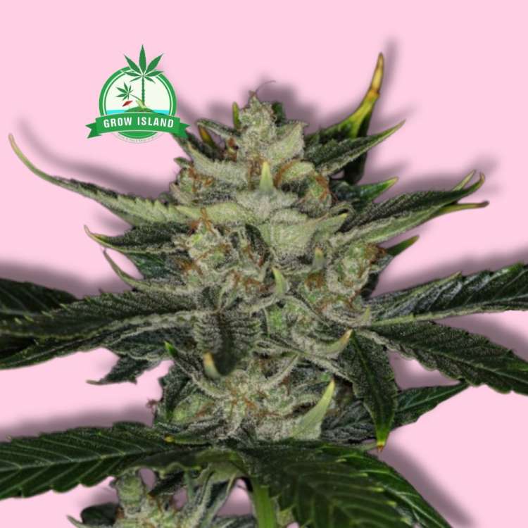 Gorilla King cannabis flower bud from Kannabia with hell rose background and green Grow Island logo in the left upper corner