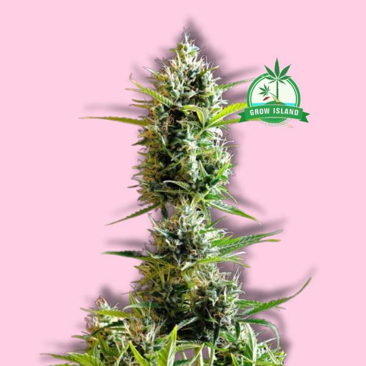 Kickass cannabis flower bud from Kannabia with hell rose background and green Grow Island logo in the right upper corner