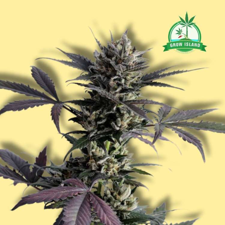 Lemon Haze auto flowering cannabis bud from Kannabia with yellow background and green Grow Island logo in the right upper corner