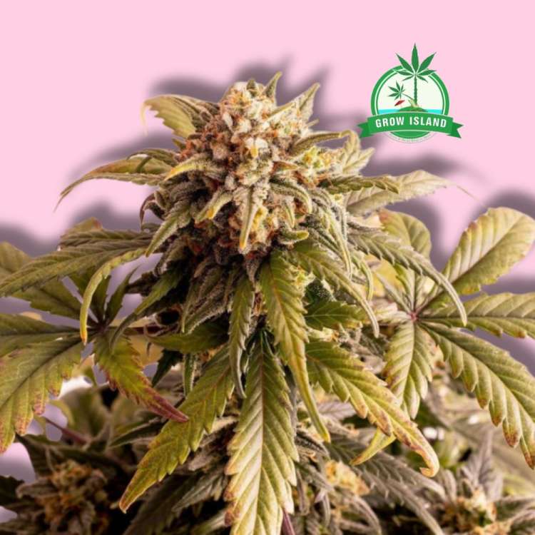 Speedy Boom cannabis flower bud from Kannabia with hell rose background and green Grow Island logo in the right upper corner