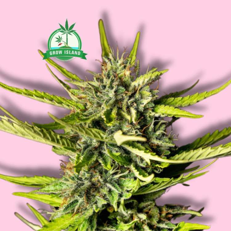 Strawberry Haze cannabis flower bud from Kannabia with hell rose background and green Grow Island logo in the left upper corner