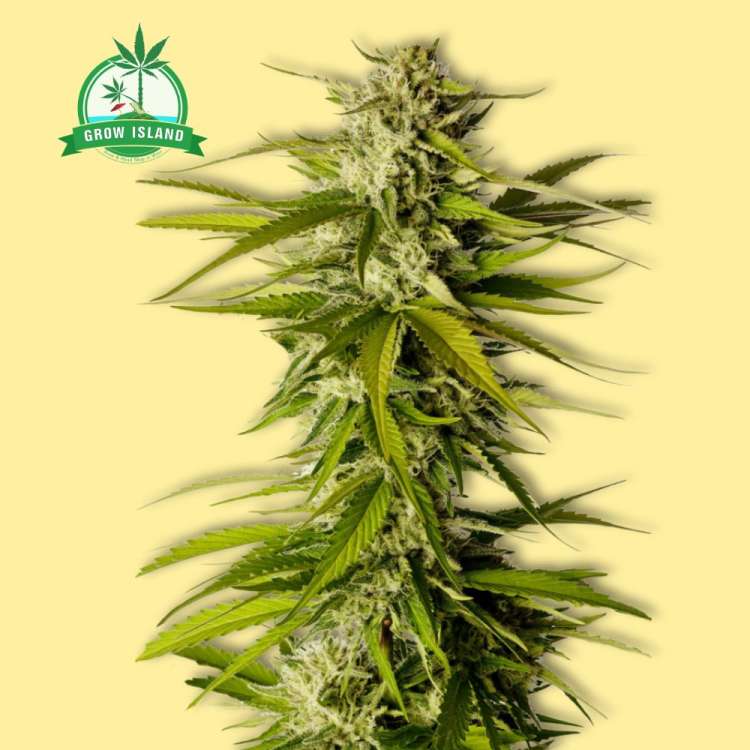 femenized cannabis flower tall bud from Kannabia with yellow background and green Grow Island logo in the left upper corner