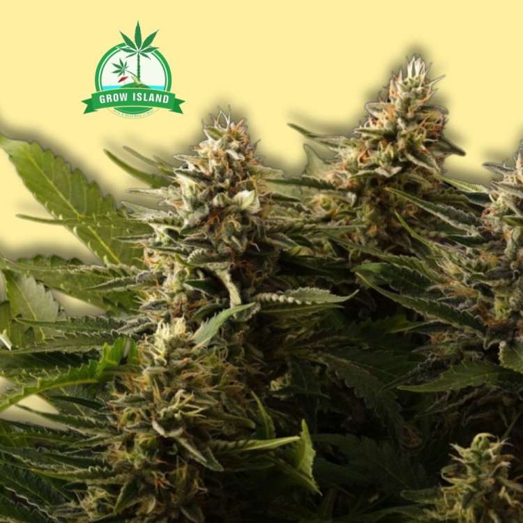 Colombian Jack feminised cannabis flower from Kannabia with yellow background and green Grow Island logo in the left upper corner