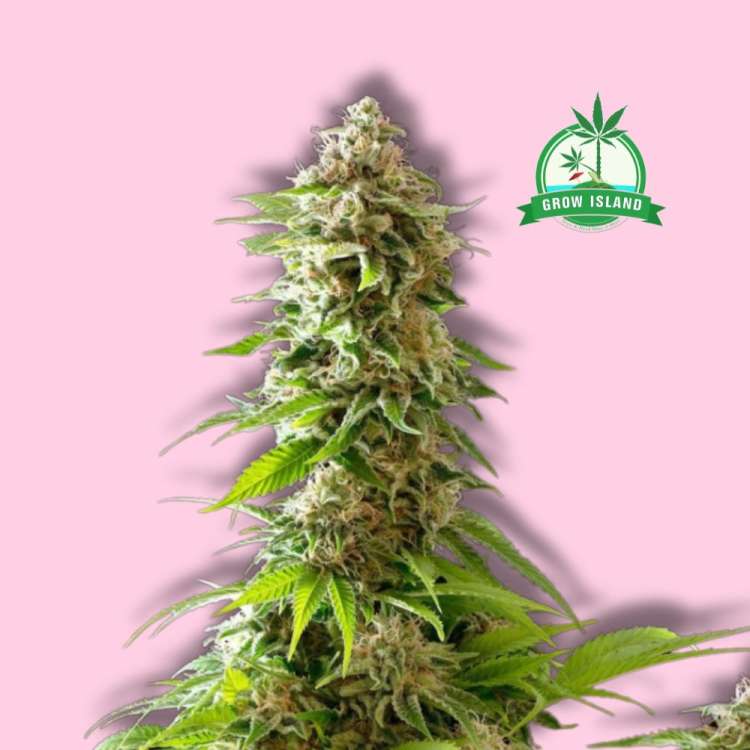 Cookies Haze cannabis flower bud from Kannabia with hell rose background and green Grow Island logo in the right upper corner