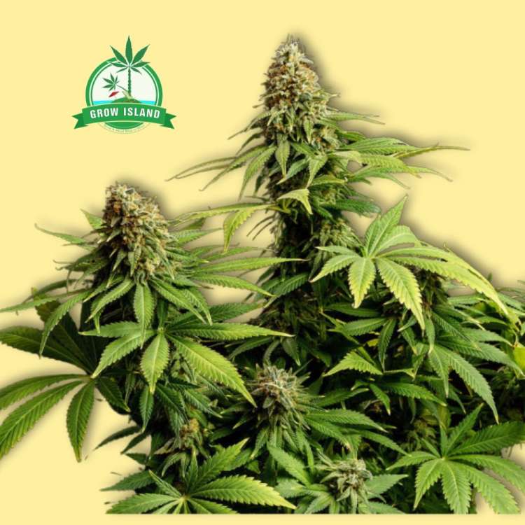 Hellfire OG feminized cannabis flower bud frow Kannabia with yellow background and green Grow Island logo in the left upper corner