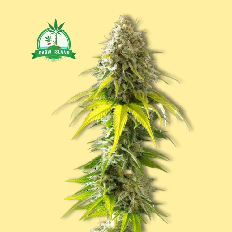 Mataro Blue femenized cannabis flower tall bud from Kannabia with yellow background and green Grow Island logo in the left upper corner