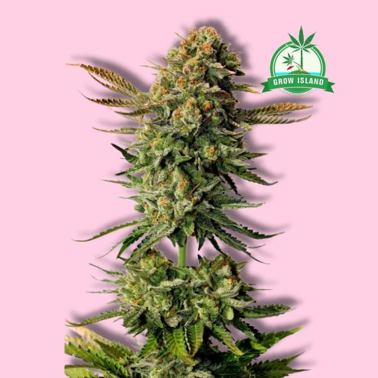 Russian Doll cannabis flower bud from Kannabia with hell rose background and green Grow Island logo in the right upper corner