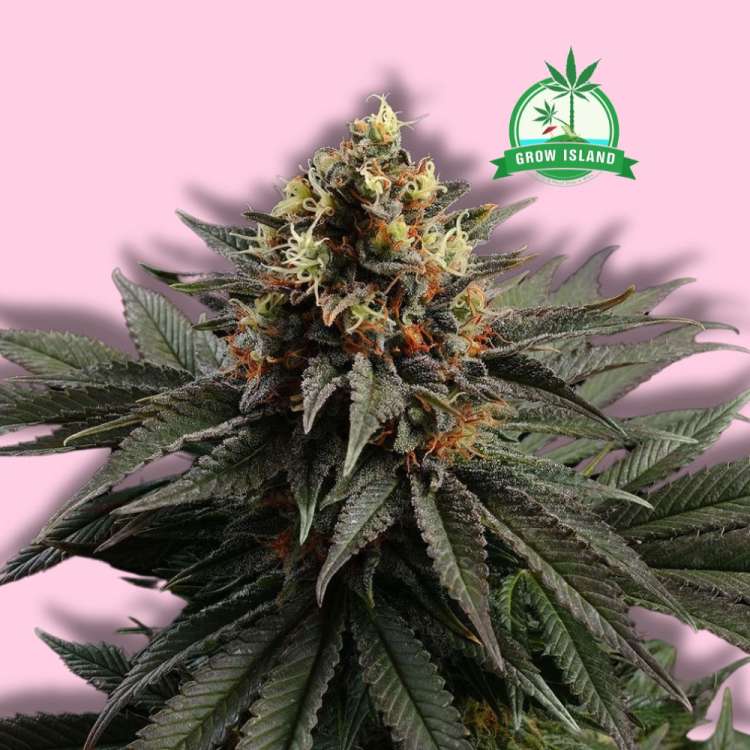 Sativa Dream cannabis flower bud from Kannabia with hell rose background and green Grow Island logo in the right upper corner