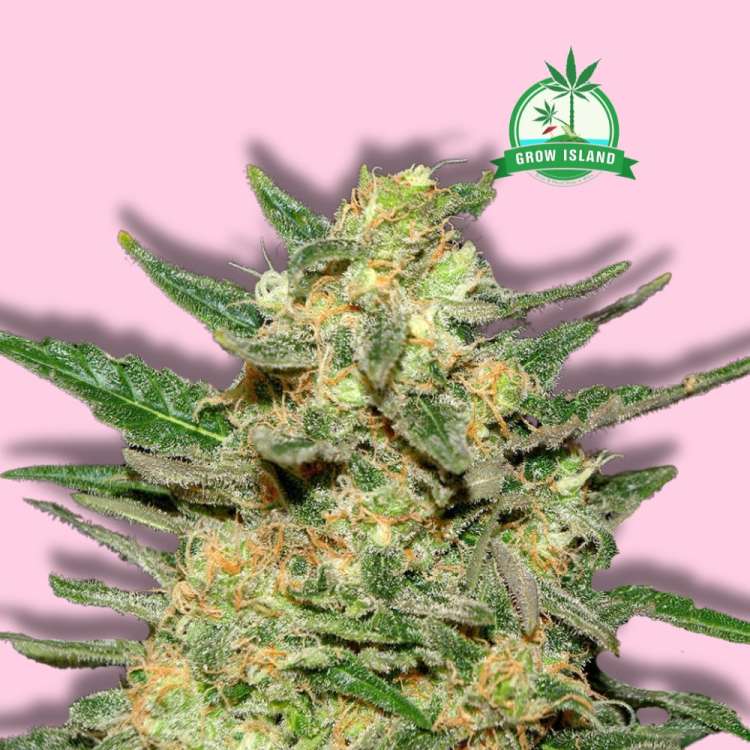 Thai Fantasy cannabis flower bud from Kannabia with hell rose background and green Grow Island logo in the right upper corner