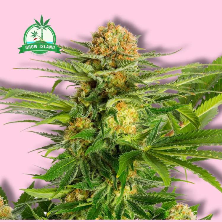 White Domina cannabis flower bud from Kannabia with hell rose background and green Grow Island logo in the left upper corner