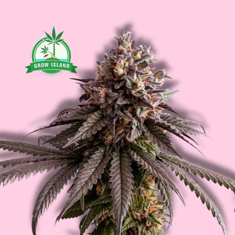 Gelato-K hemp flower bud from Kannabia with hell rose background and green grow Island logo in the left upper corner