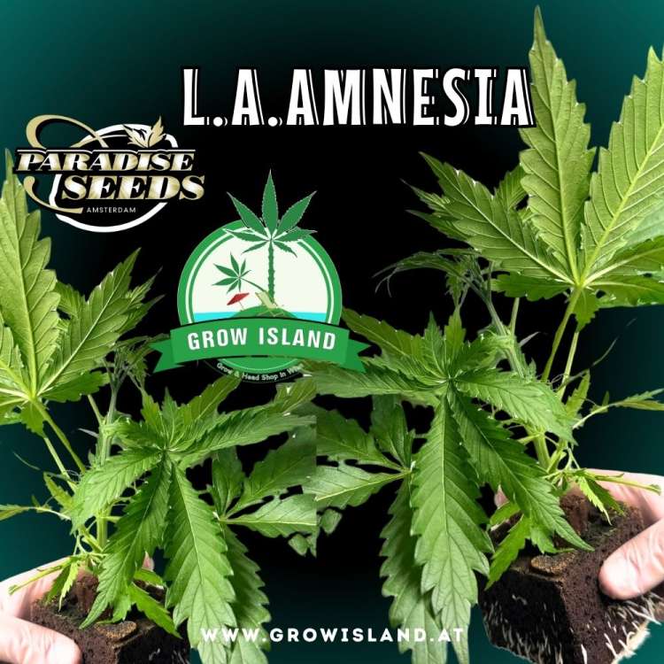 2 hands holding 2 L.A.Amnesia seedling with dark green background, green grow island logo and paradise seeds logo in the upper left corner, seedling name text in the upper middle and growisland.at in the lower middle