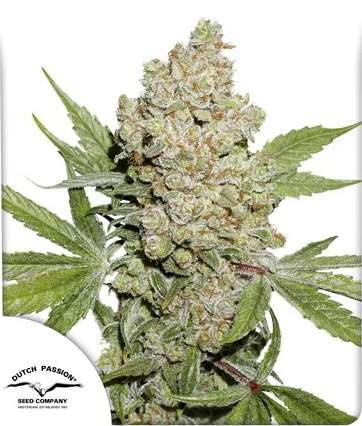 Lemon Kix  cannabis flower and Dutch Passion logo in thhe lower left corner