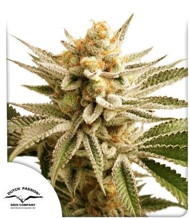 Lemon Z cannabis flower bud with Dutch Passion logo in the left lower corner