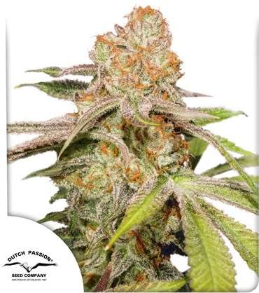 MAC 1 hemp flower bud and dutch passion logo in the left lower corner