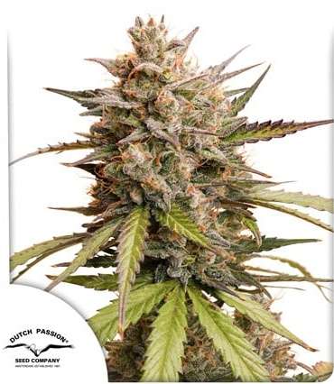 Melonade Runtz cannabis flower bud with white background and dutch passion logo in the left lower corner