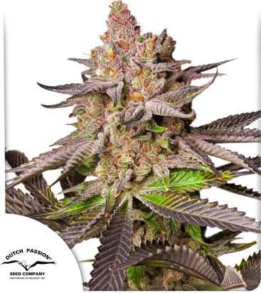 Melonade Runtz cannabis flower bud with white background and dutch passion logo in the left lower corner