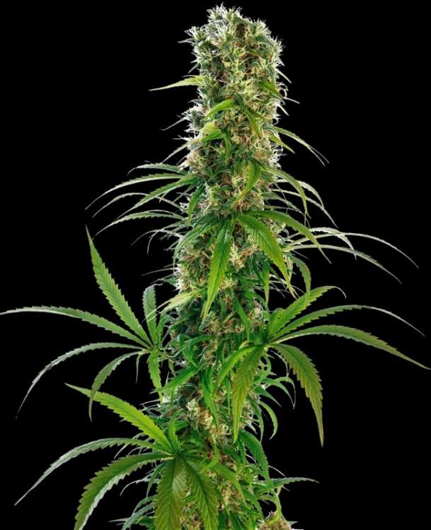 Michka hemp flower bud