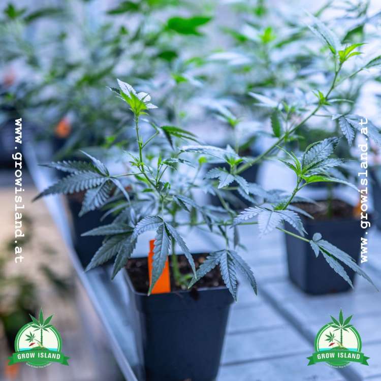 Mimosa x Orange Punch pre-grown hemp plant and five other in the background