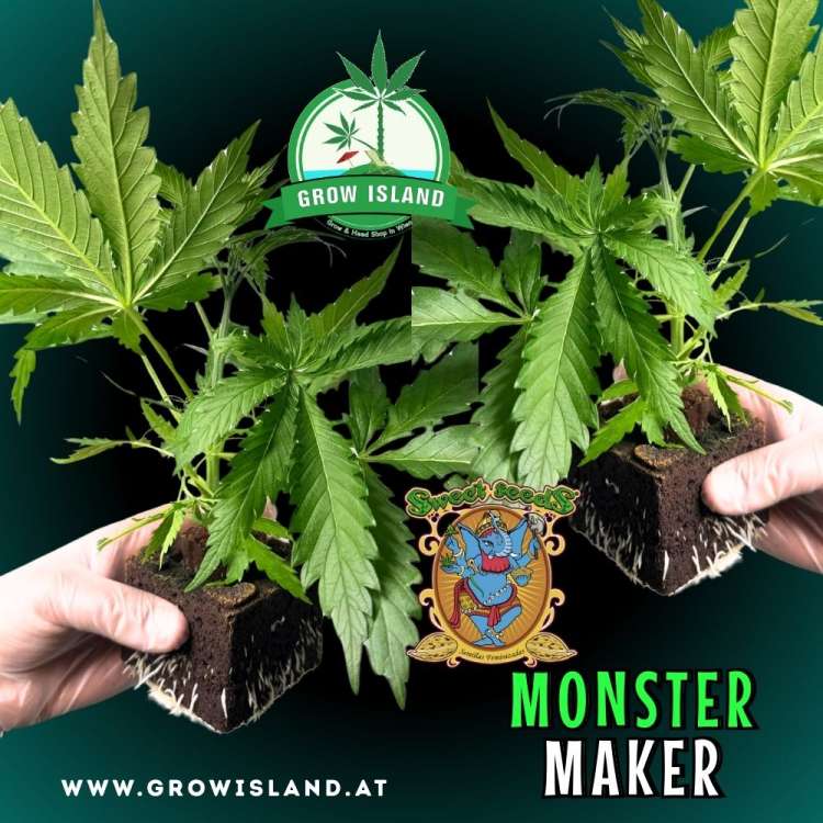 two hands holding two Monster Maker seedling with dark green background, green grow island logo in the upper middle, sweet seeds elephant logo in the right lower middle, seedling name text in the right lower corner