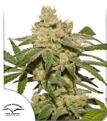 Oh My Gusher cannabis flower and Dutch Passion logo in thhe lower left corner