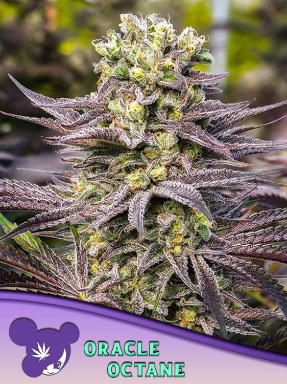 Oracle Octane kannabisz virágrügy lila és zöld levelekkel a háttérben, valamint egy lila hajú hölgy arc logója az Anesia Seed-től a bal alsó sarokban